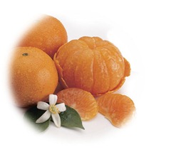 Honey-Tangerine 2