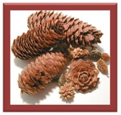 pinecones2 2